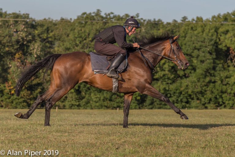 What Horse Breed You Are Based On Your Zodiac Sign The Plaid Horse