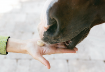 All About Tummy Gummies