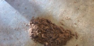 A Step-by-Step Body Clipping Guide for Adult Amateurs