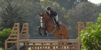 Dorothy Douglas and MTM Lolah LOL Hunt to Victory in WEC – Ocala 3’6″-3’9″ Hunter Derby