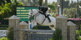 Alistaire an All Star in Equine Tack & Nutritionals Green Hunter 3’6”