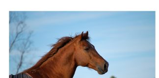 Being There for My Horse of a Lifetime
