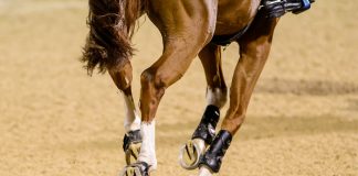 The Tale of an Emerging Equestrian Professional