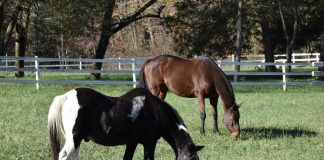 Adult Amateur Goes From Dreaming About Horse Ownership to Having a Retirement Farm
