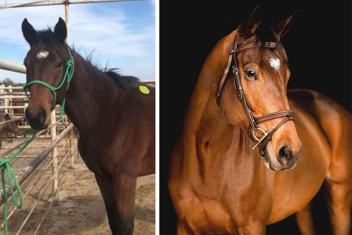 How a Neglected, Broke Quarter Horse Turned Into a Young, Green OTTB