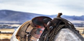 How to Choose the Right Saddle