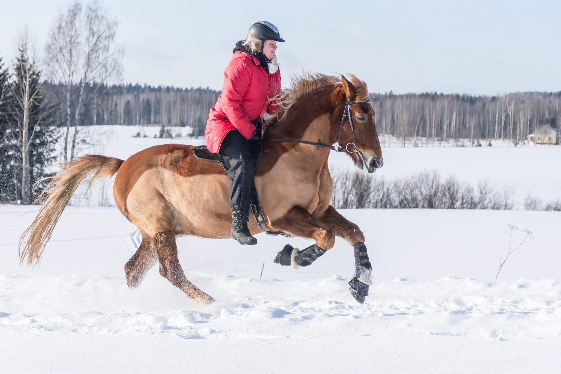5 Things You Can Do To Protect Your Horses During Winter The Plaid