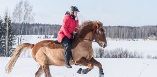 5 Things You Can Do To Protect Your Horses During Winter