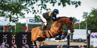 American Bred: Drake Steals the Show in and Out of the Ring for Dalman Show Jumping and Pony Lane Farm