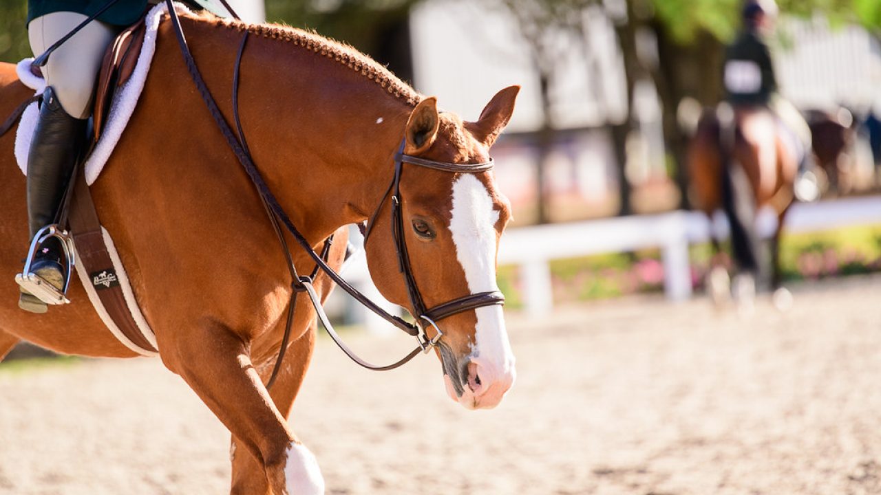 The Complete Tax Deduction Checklist for Equine Professionals - The Plaid  Horse Magazine