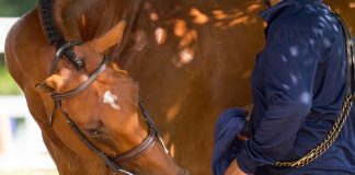 Can You Tell If Your Horse Really Loves You?