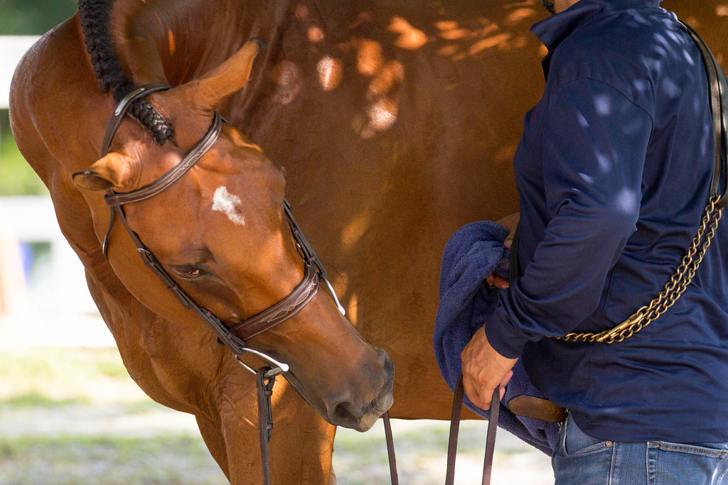 Can You Tell If Your Horse Really Loves You? The Plaid Horse Magazine