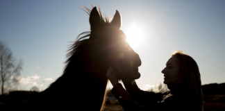 6 Ideas to Display Your Favorite Horse Photos in Your Home