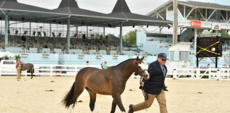 First Timer: Annings Legend Wins Best Young Pony at Devon 2022