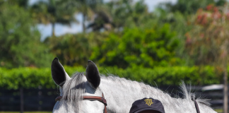 Reutter Discovers the Proof is in the Potion with Equine Elixirs