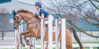 The American Saddlebred: The Horse America Made