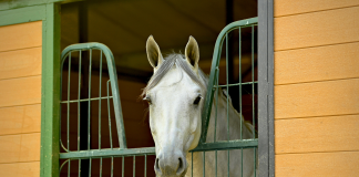 Does Your Horse Need a Ration Balancer?