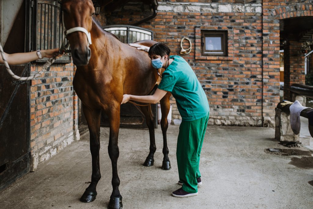 Digestive Disorders In Horses 3 Types And Treatment Options The