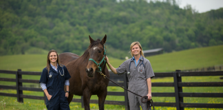 Lincoln Memorial University Announces Ground-Breaking Equine Veterinary Education Program