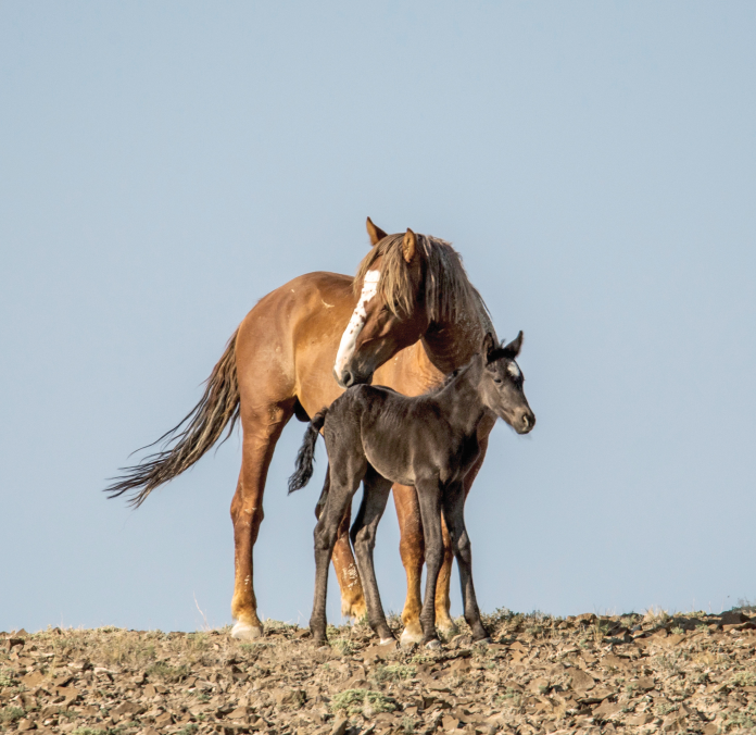 TPH0722-MerlinFoal-SandWashBasinRoundup2021_v1