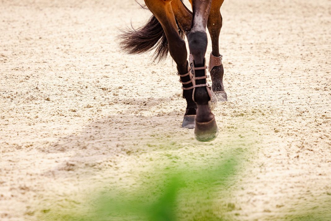 BEST PEMF DEVICES FOR HORSES IN 2022 The Plaid Horse Magazine