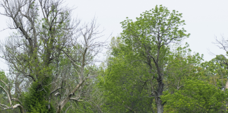Mindful Riding: Walking Fitness