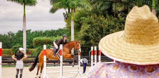 Overwhelmed with a New Horse? You’re Not Alone