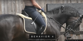Watch: The 24 Behaviors of the Ridden Horse in Pain – Shifting the Paradigm of How We See Lameness
