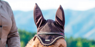 The Mule: Everything You Should Know About the Most Underrated Equines