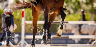 Common Complaints: Prevalent Hoof Issues and How to Prevent Them