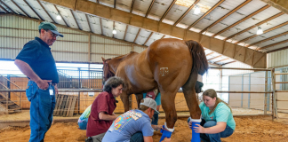 Board of Regents Establishes Texas A&M Institute for Equine Sciences
