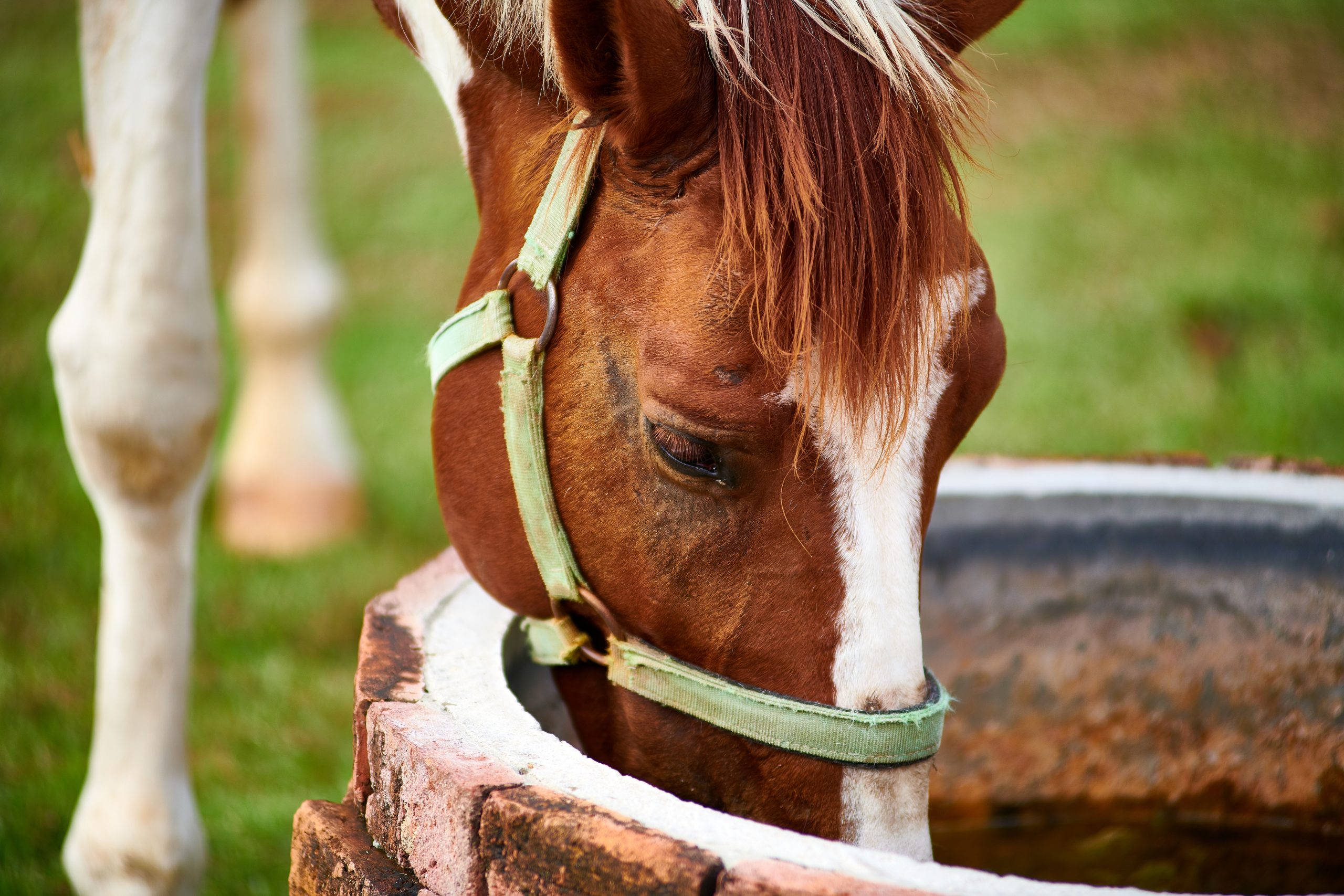 Portable Water Filtration System For Horses Is there one? The Plaid