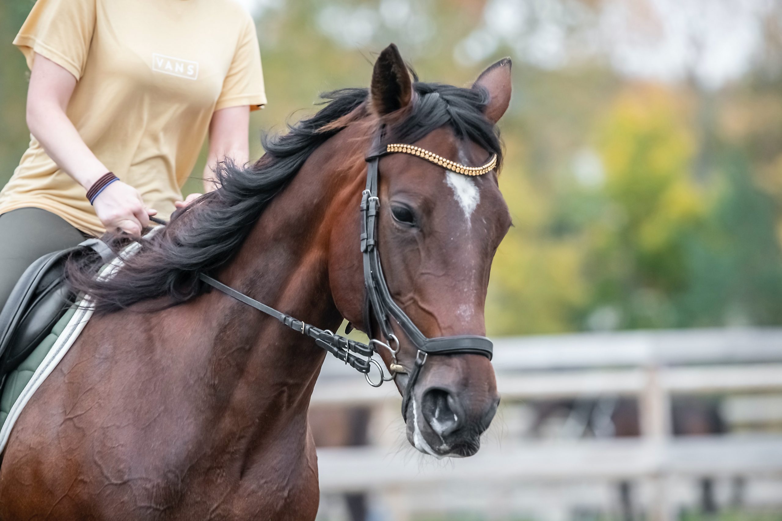 Things to Know Before Getting a Horse The Plaid Horse Magazine