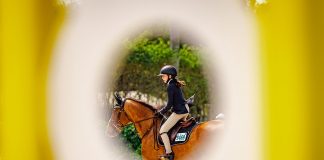 Internet Shopping for Horses 101