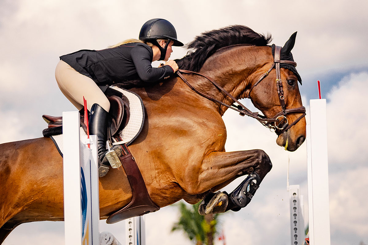 Shopping for Horses 101 The Plaid Horse Magazine