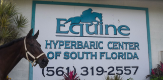 One of a Kind: How Hyperbaric Oxygen Therapy is Revolutionizing Equine Veterinary Care in Wellington