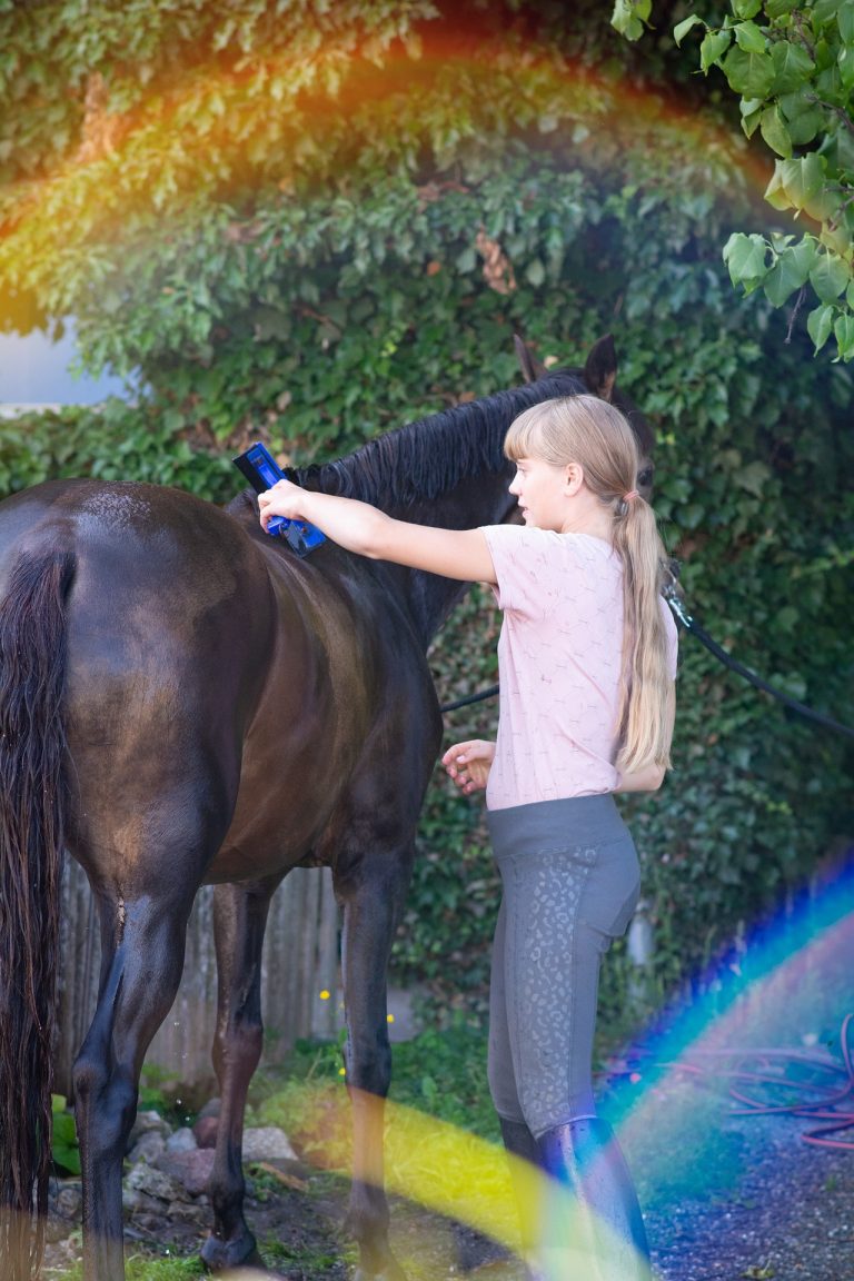 How to Groom a Horse Correctly The Plaid Horse Magazine