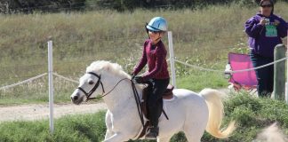 An Ode to Lesson Horses
