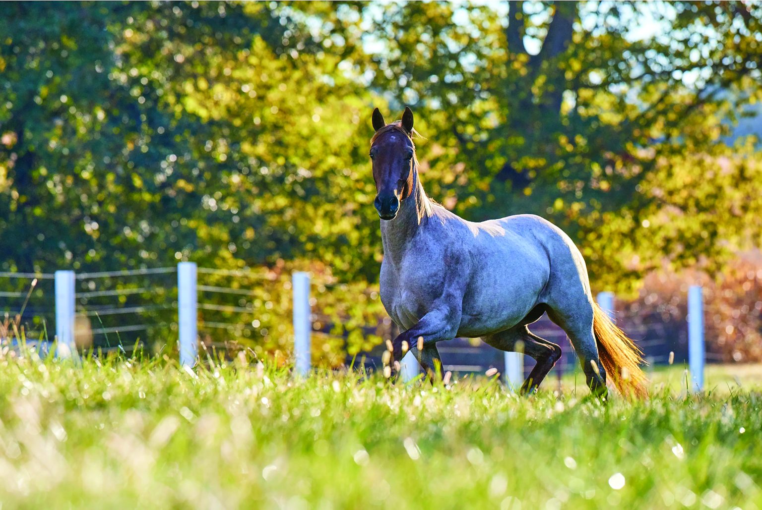 Getting the Best Horse Feed Nutrition & Value for Your Money The Plaid Horse Magazine