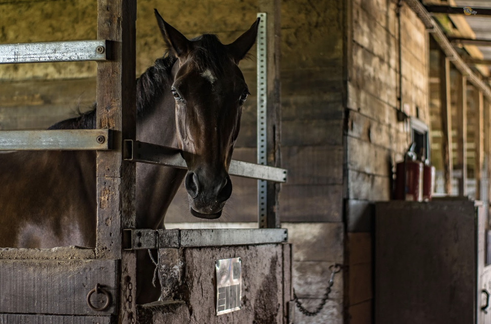 Do Stables Need Rubber Mats? The Plaid Horse Magazine