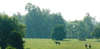 “Can Horses Be Trained for Soundness?”