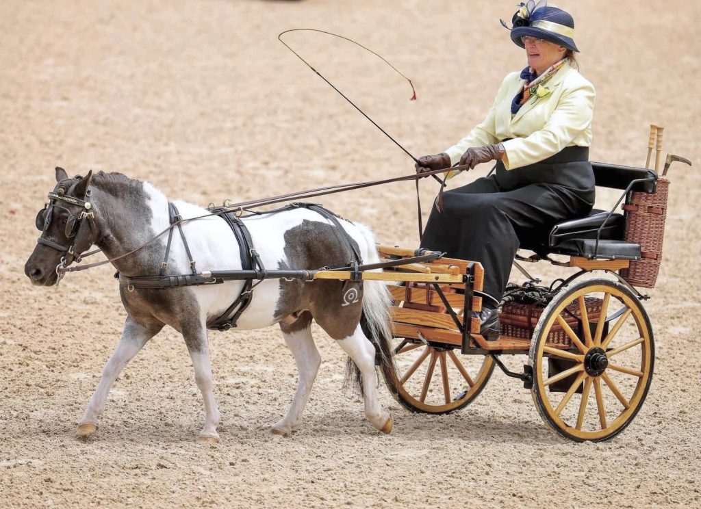 Smudge The Omega Horse Rescue Alum The Plaid Horse Magazine