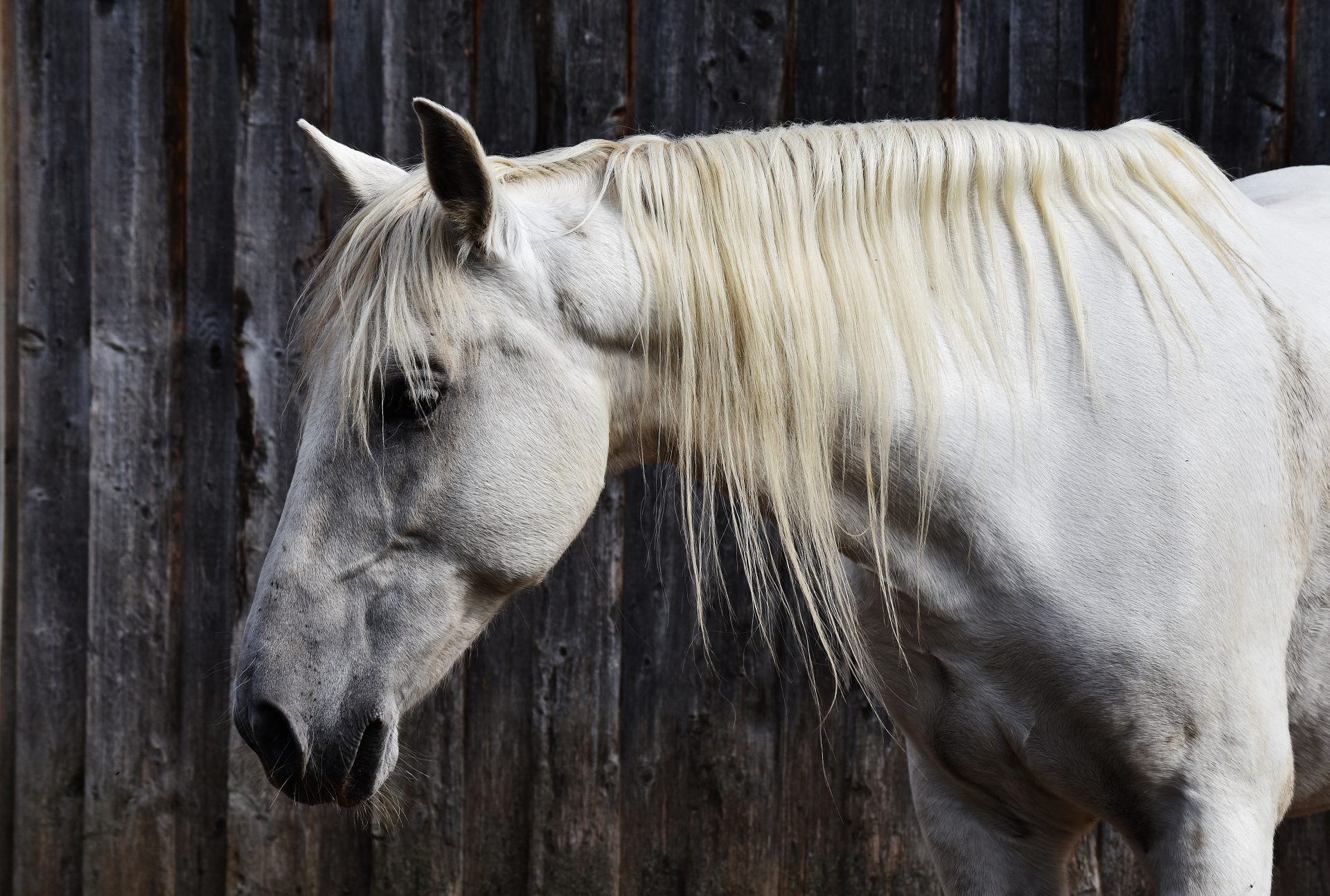 Common Causes of Horse Diarrhea and How to Treat It The Plaid Horse