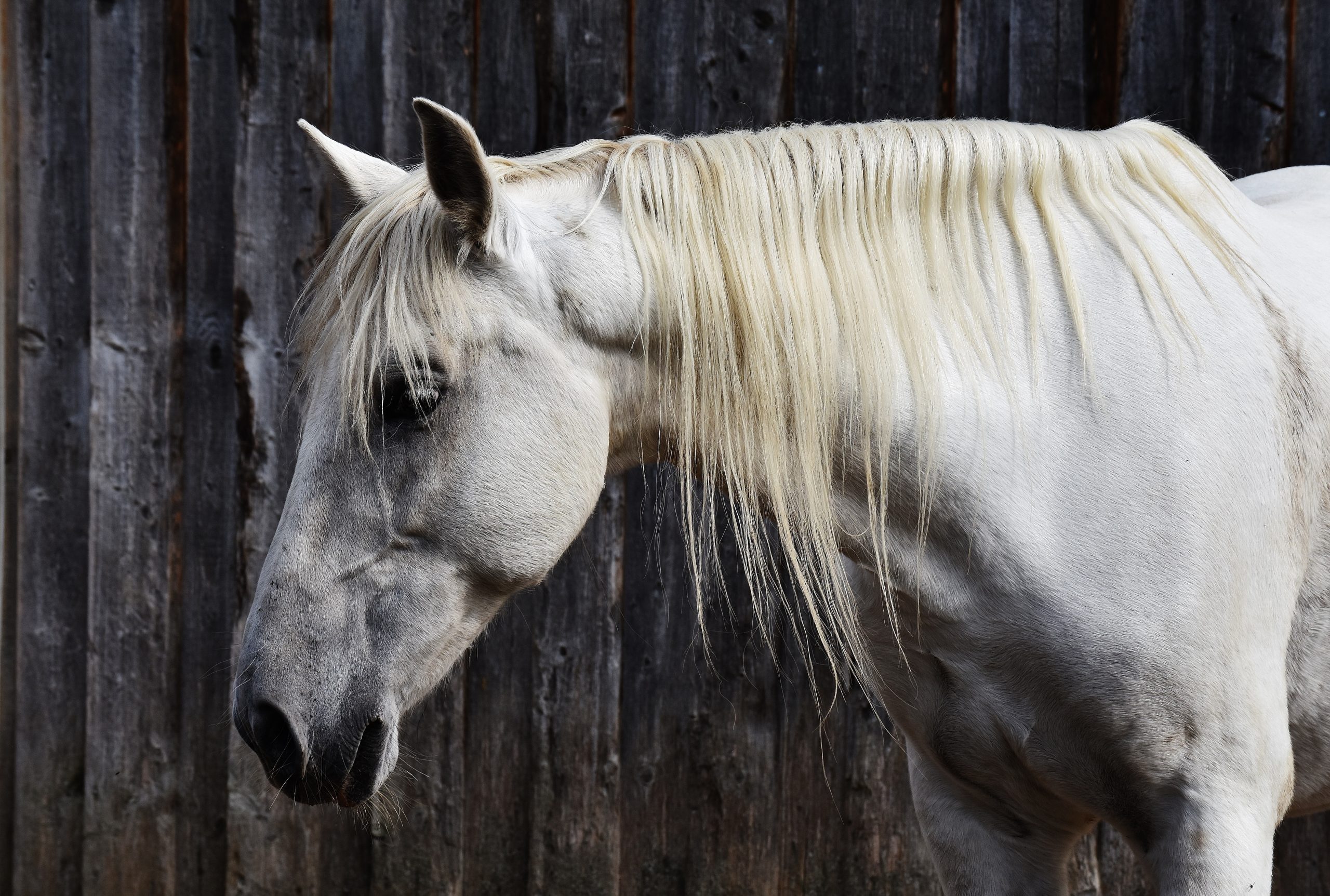 Common Causes of Horse Diarrhea and How to Treat It The Plaid Horse Magazine