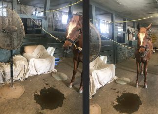 Monday Barn Mayhem: Chaos in the Aisle