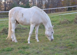 The Purpose of The Lesson Horse