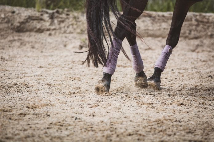 horse-6310586_1280