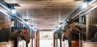 RiverCross Farm – Sally Harrington Philippo On Thoughtfully Raising Her Homebreds, One Foal At A Time