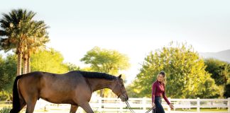 Building a Program of Horses Who Make Great Partners