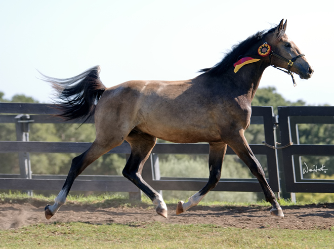 Good Horsemanship Brings Jaguar Van Paemel to his California Home - The ...